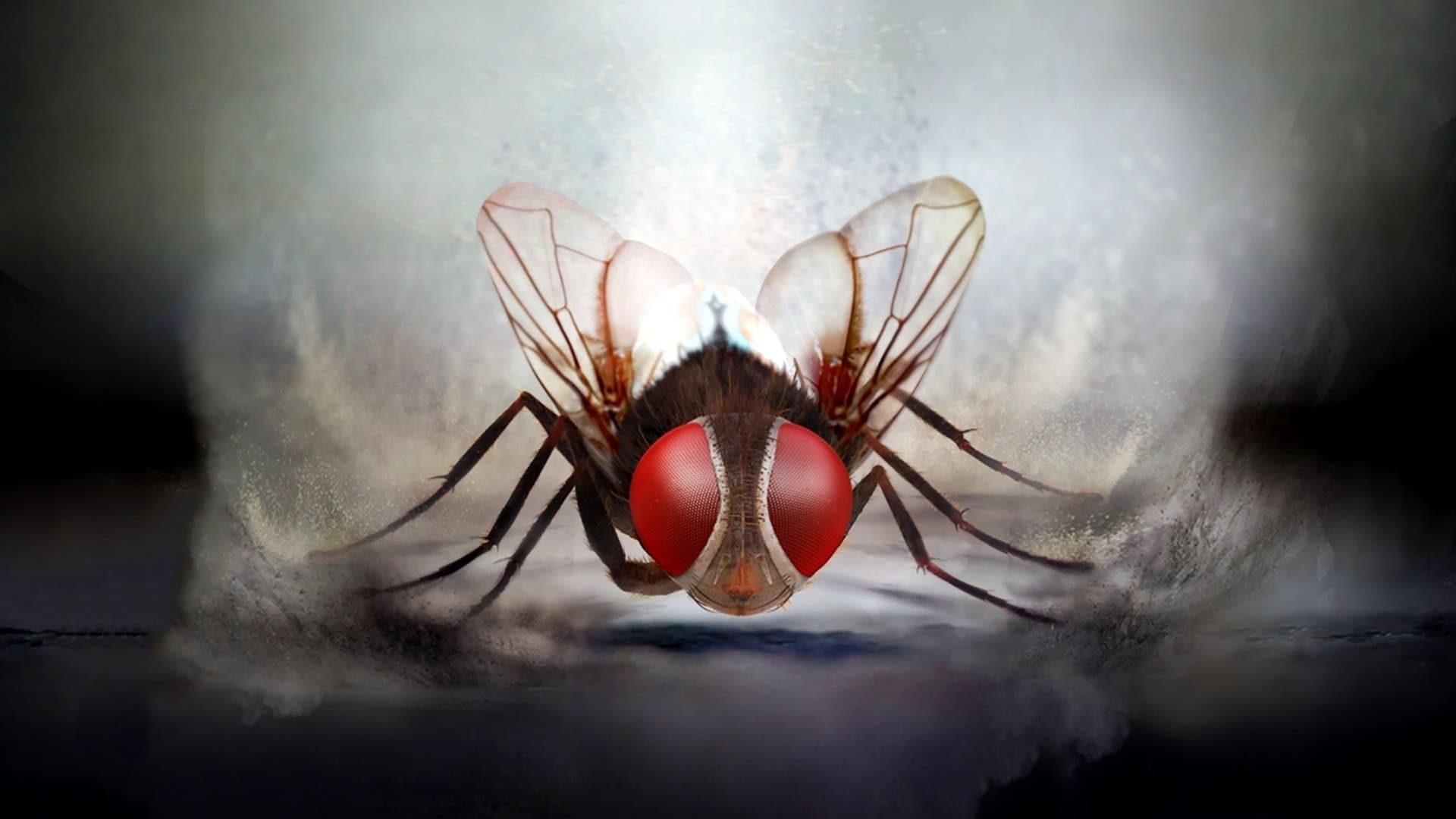 Eega Movie Review: A Fly's Revenge Story Like No Other