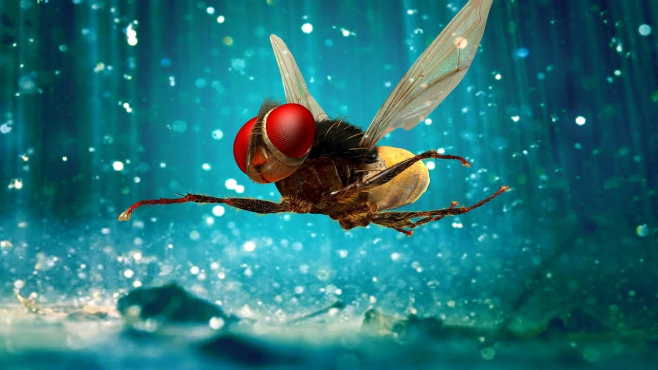 Eega Movie Review: A Fly's Revenge Story Like No Other still 2